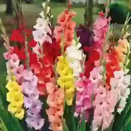 Colourful Mixture